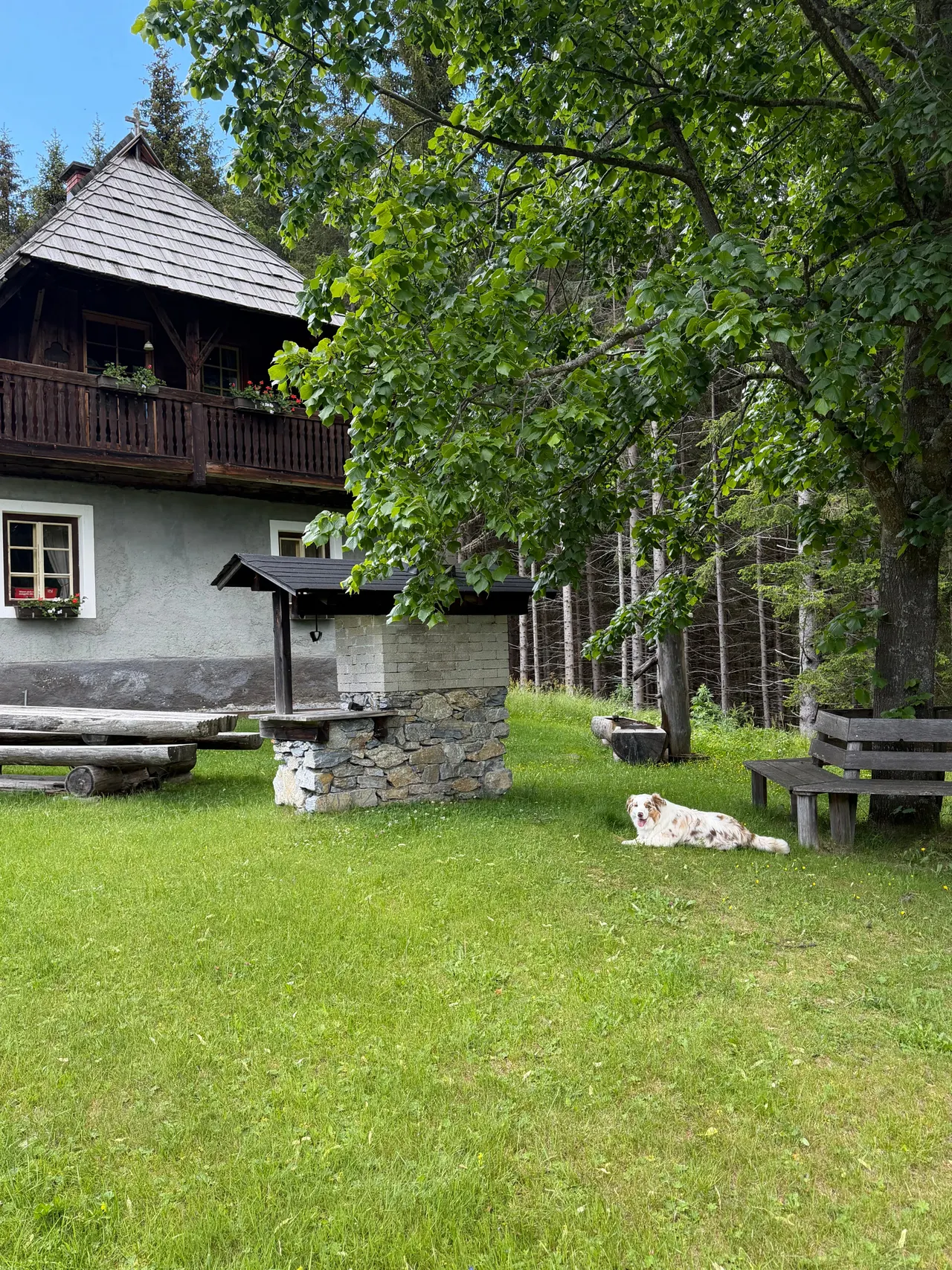 Australian Shepherd lying on the lawn in front of the Droneberger Hütte
