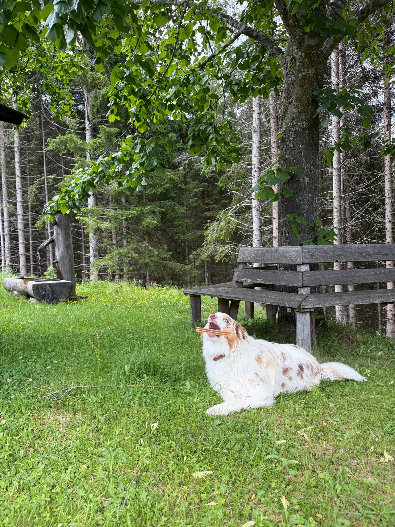 The dog beside the bench in the shade