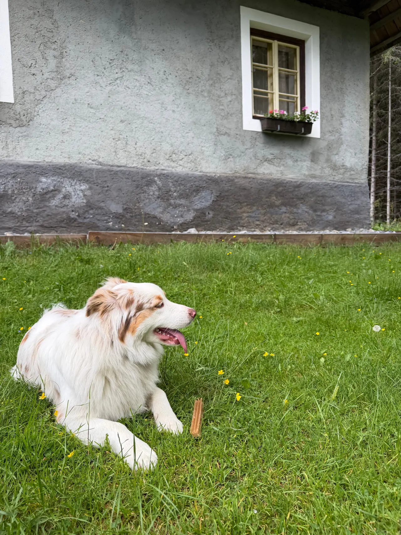 The dog lying on the lawn in front of the cabin wall