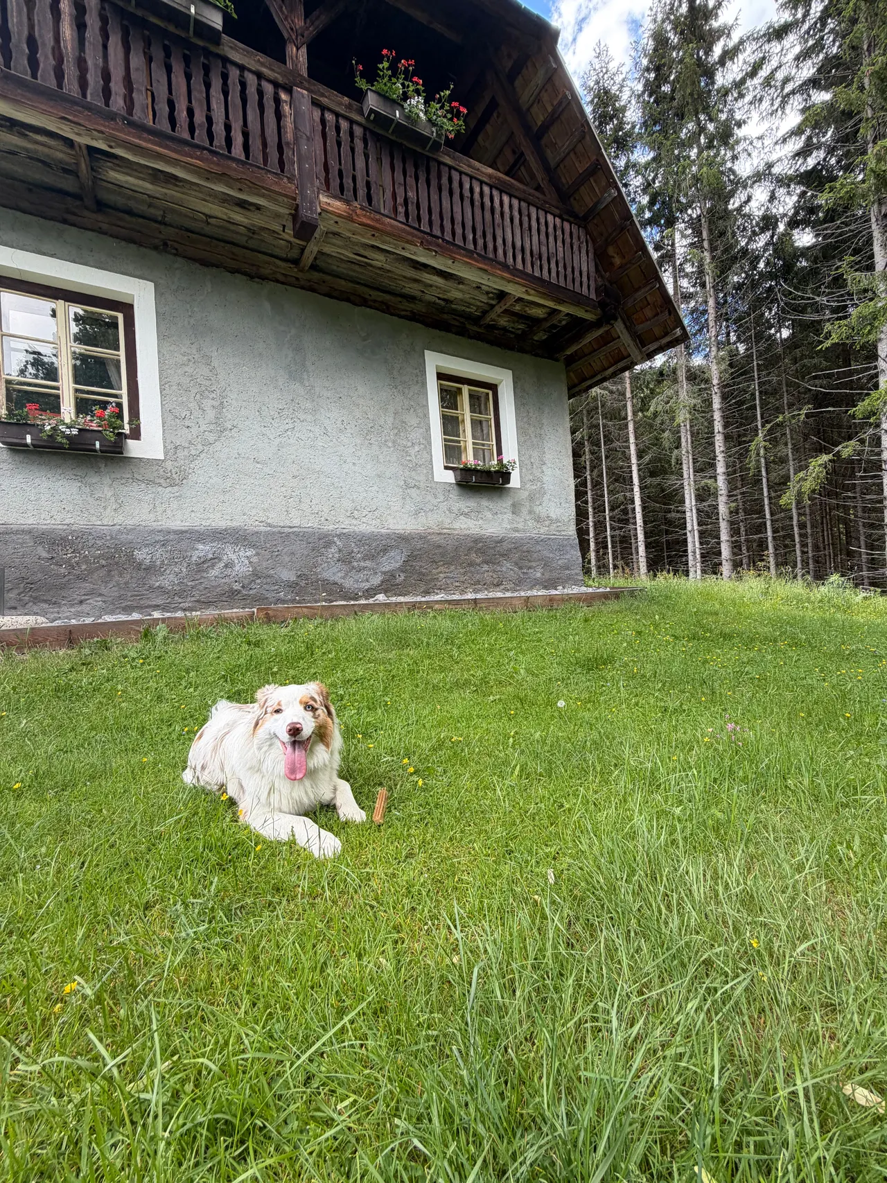 Hund liegt zufrieden auf der Wiese vor der Hütte