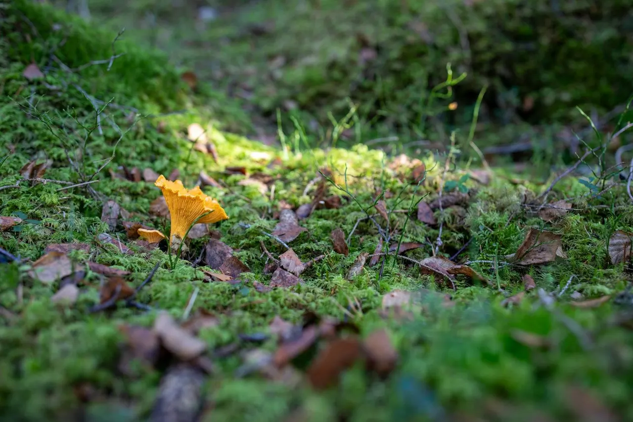 Eierschwammerl auf dem Waldboden im Moos