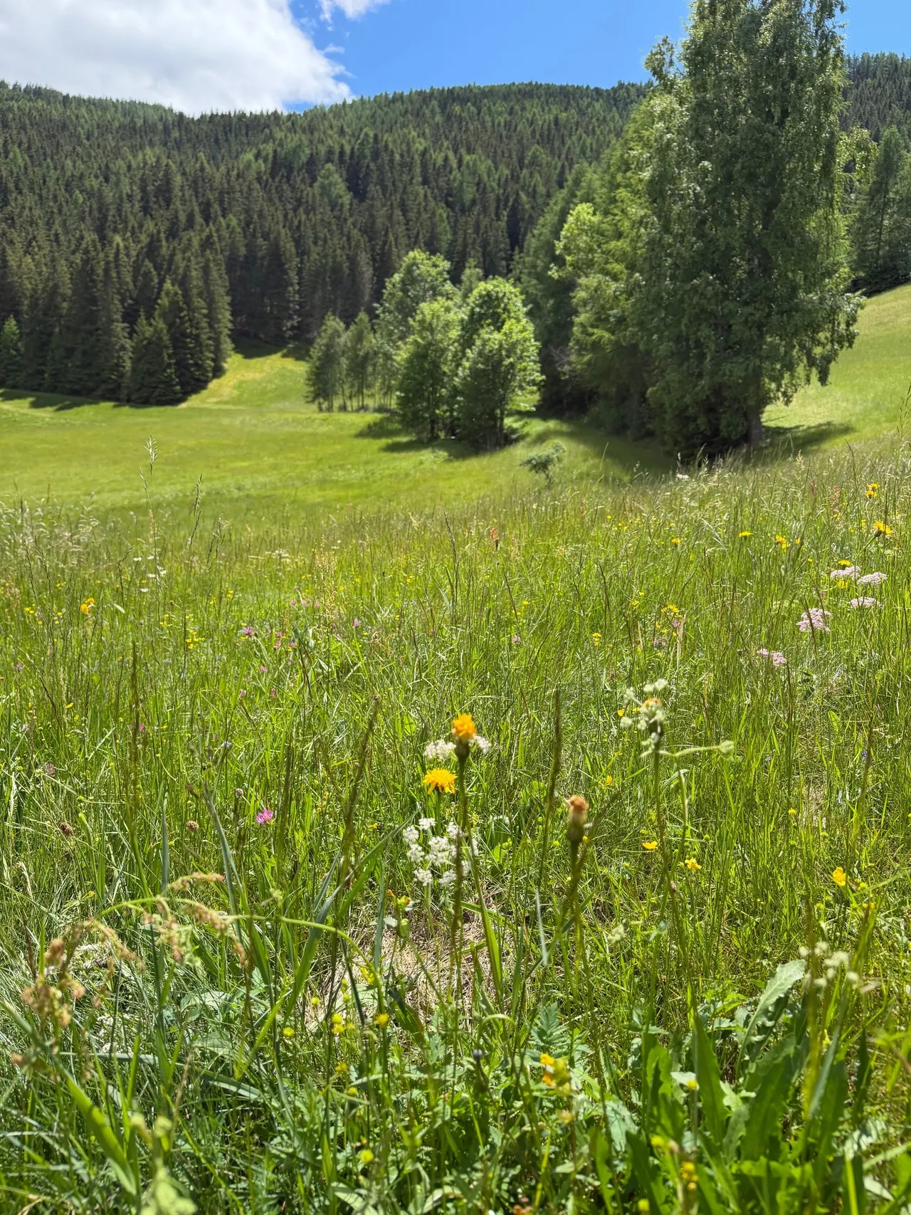 Wiese rund um die Droneberger Hütte im Sommer