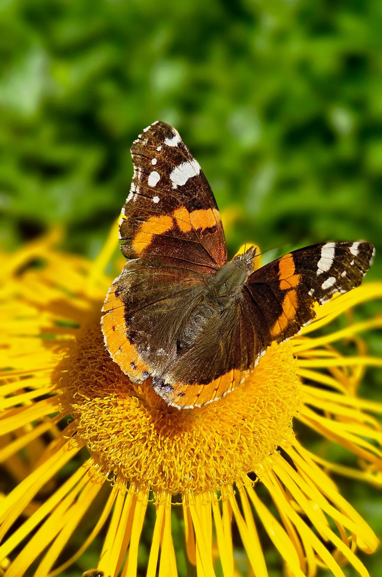 Ein Schmetterling auf einer Blüte