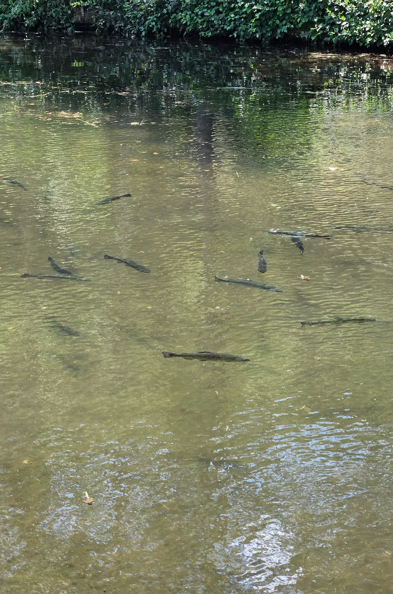 Forellen im Fischteich